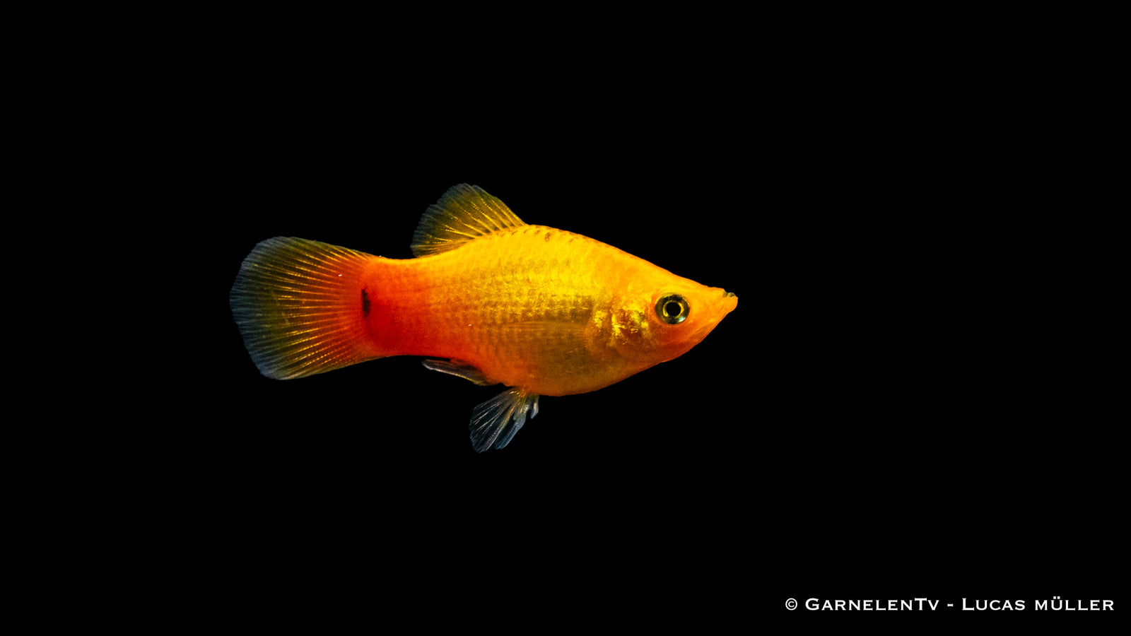 Platy Gold Glühlicht – Xiphophorus maculatus im Aquarium