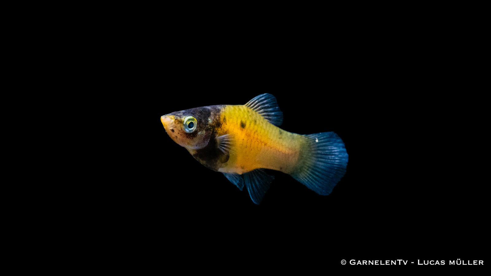 Platy Hummel – Xiphophorus maculatus im Aquarium
