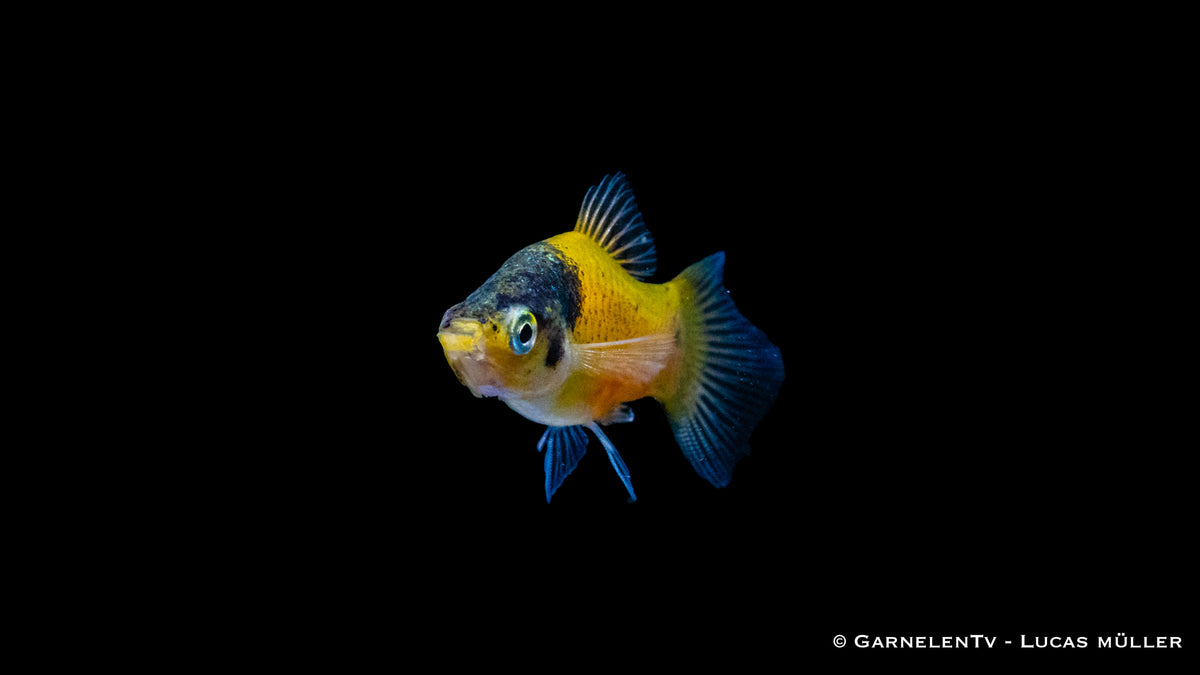 Flockenfutter für Platy Hummel Fische