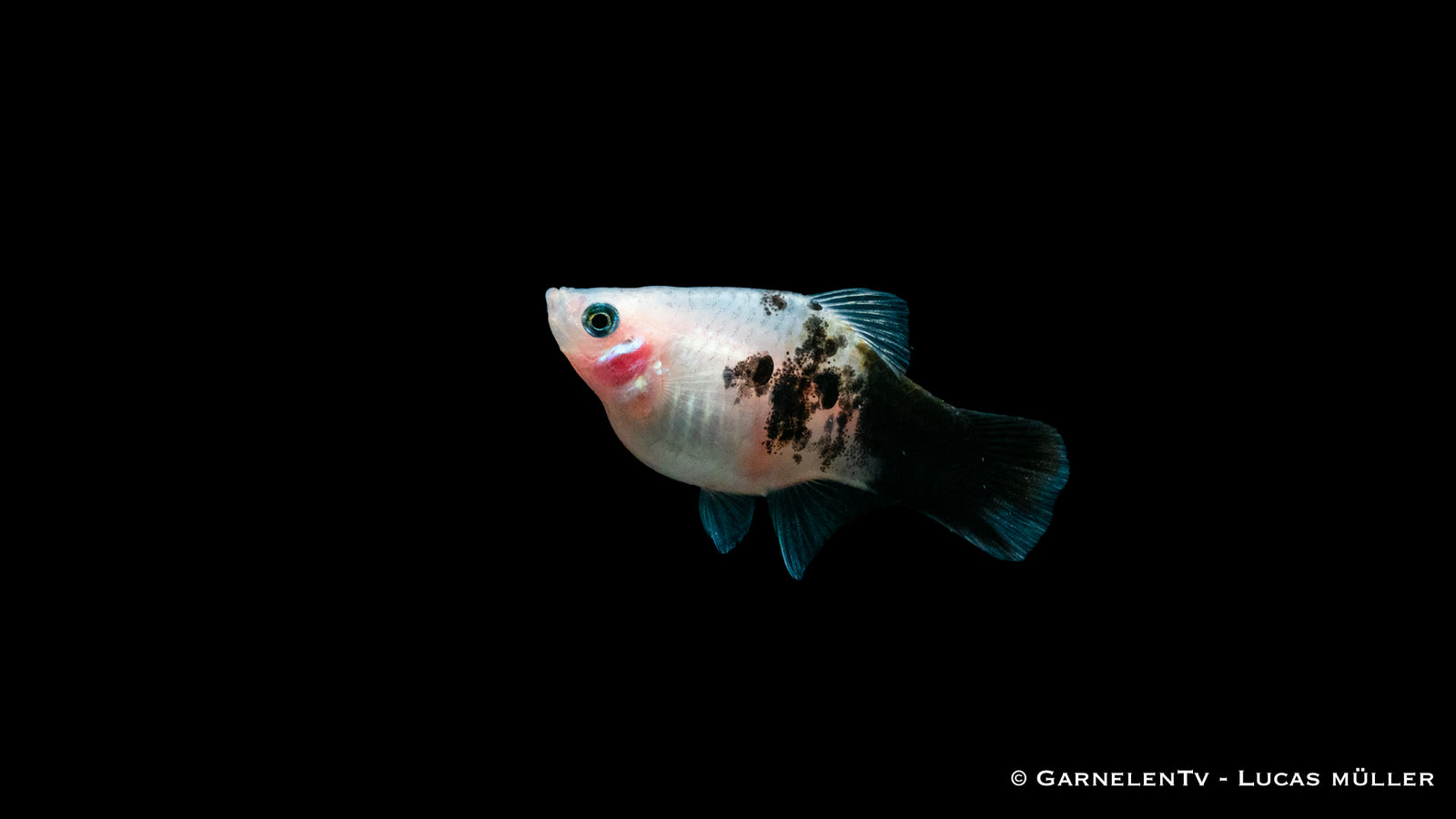 Platy Panda – Xiphophorus maculatus im Aquarium