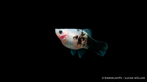 Schwarmfische Platy Panda Xiphophorus maculatus in Gruppen