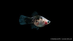 Platy Panda Xiphophorus maculatus bei Aquaristik-Haltung