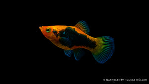 Schwertträger Rot Tuxedo (Xiphophorus helleri) im Aquarium