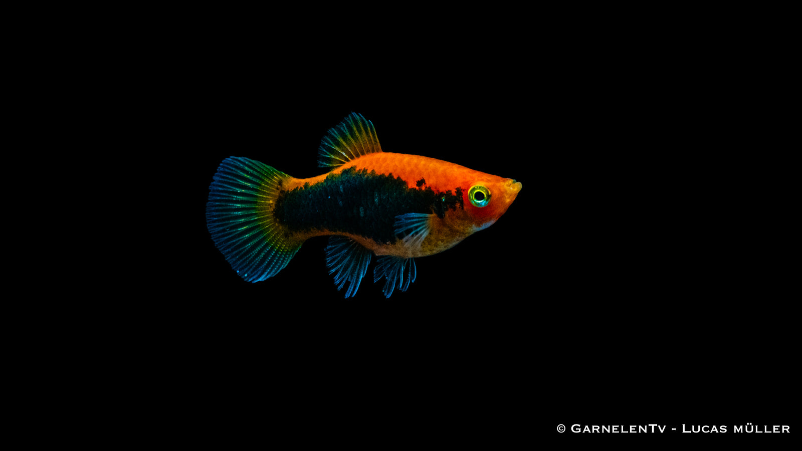 Platy Rot Tuxedo – Xiphophorus maculatus im Aquarium
