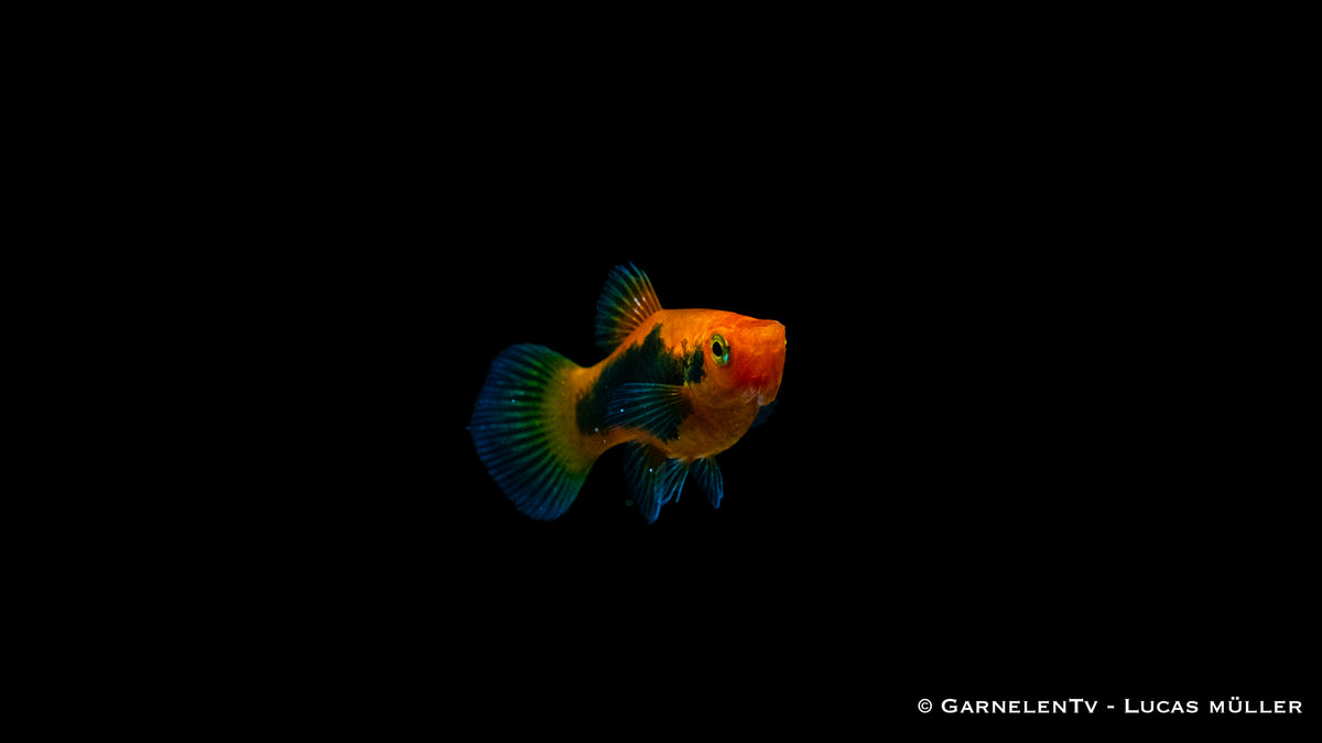 Schwertträger Rot Tuxedo mit anderen friedlichen Aquarienfischen