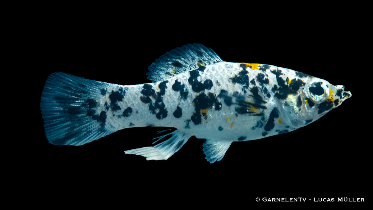Dalmatiner-Molly (Poecilia latipinna) zwischen Pflanzen