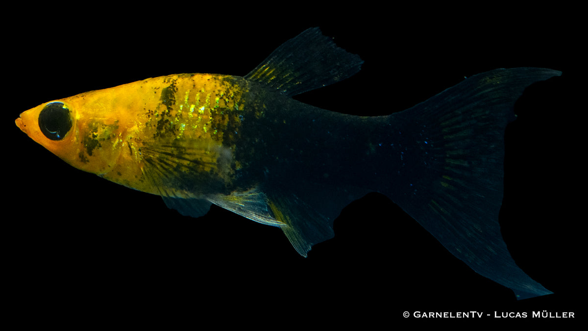 Goldstaub-Lyra-Molly im bepflanzten Aquarium