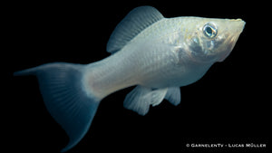 Molly silber Lyra an Aquarienpflanzen