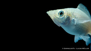 Molly silber Lyra im Gesellschaftsaquarium