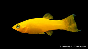 Gold Molly (Poecilia sphenops) zwischen Pflanzen