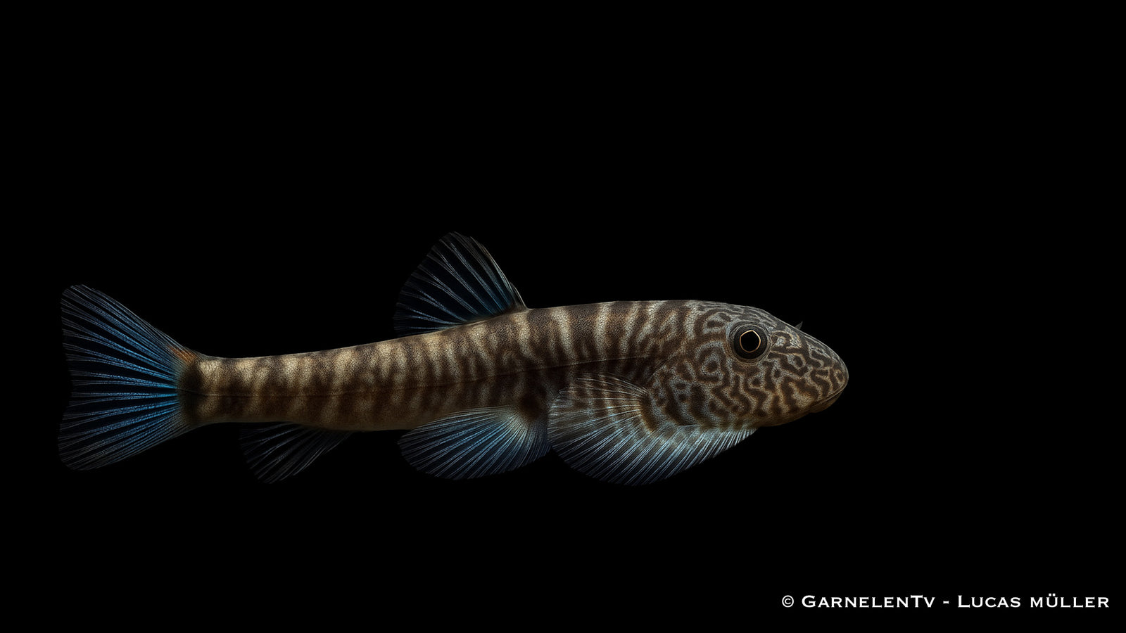 Flossensauger Blue Tail - Gastromyzon spec. blue tail