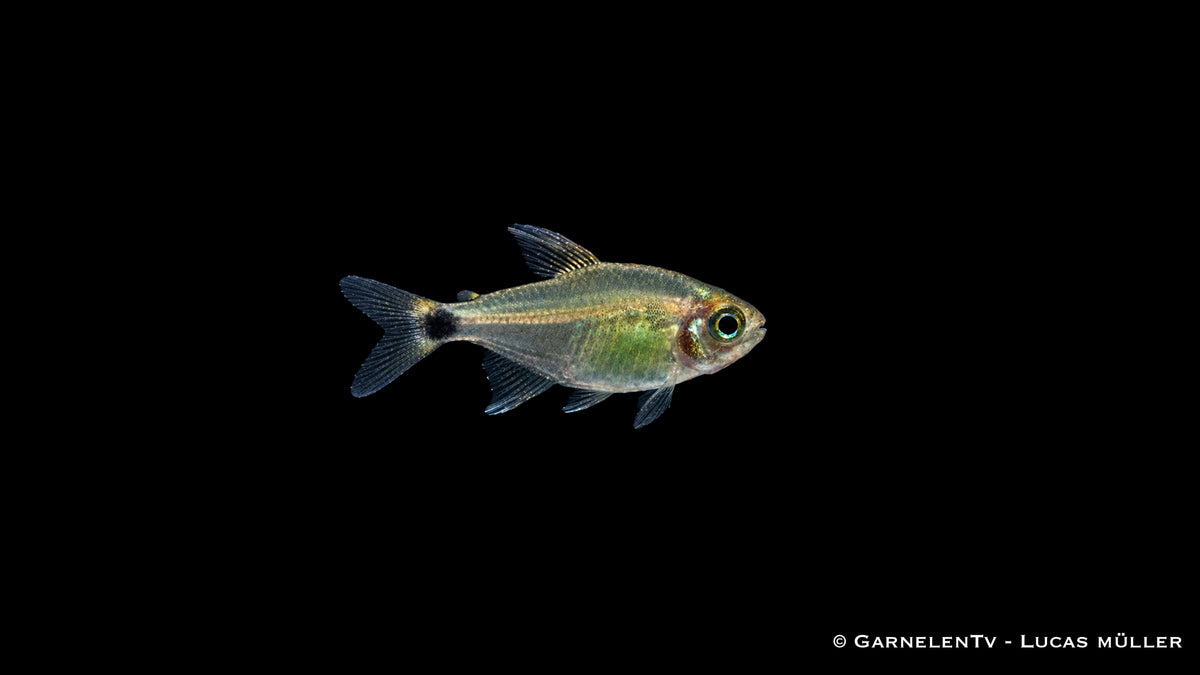 Procyon Salmler - Hyphessobrycon procyon