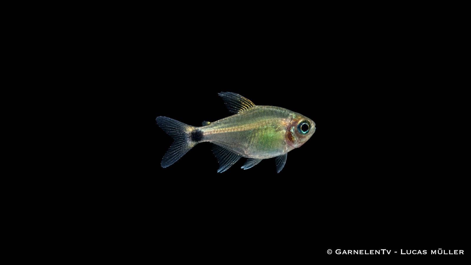 Procyon Salmler - Hyphessobrycon procyon