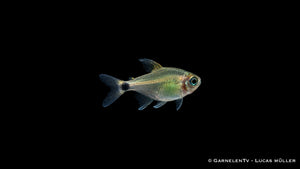 Procyon Salmler - Hyphessobrycon procyon