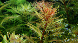 Proserpinaca palustris 'Cuba' im Aquarium
