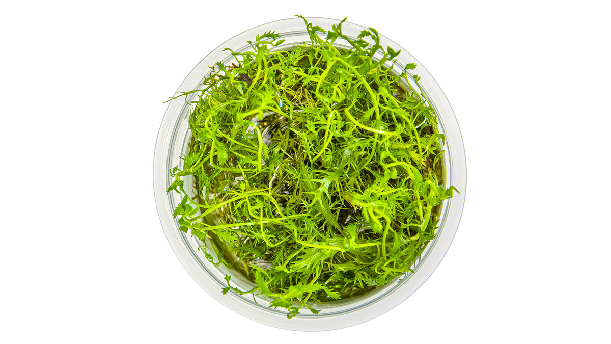 Proserpinaca palustris 'Cuba' von oben