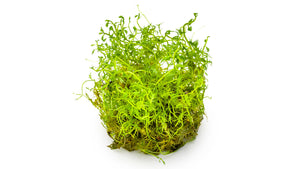 Proserpinaca palustris 'Cuba'
