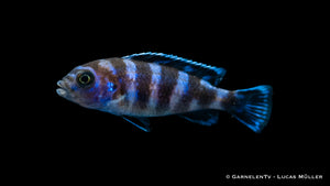 Pseudotropheus demasoni in Gruppenhaltung im Aquarium