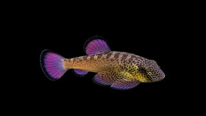 Purple Fin Flossensauger - Pseudogastromyzon laticeps