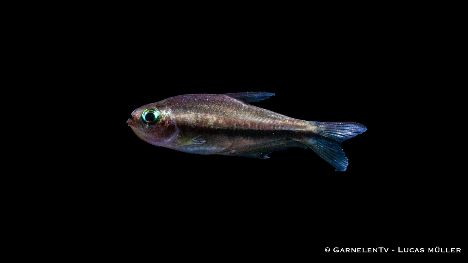 Regenbogentetra Nematobrycon lacortei in aquariu
