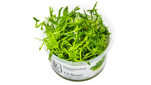 Ranunculus inundatus InVitro Pflanze