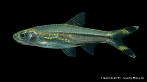 Rasbora trilineata schwimmt friedlich im Süßwasseraquarium