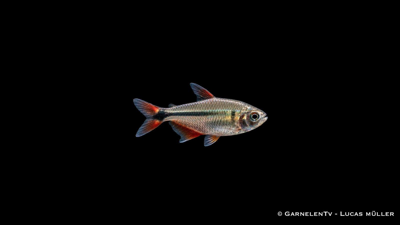 Rautenflecksalmler - Hemigrammus caudovittatus