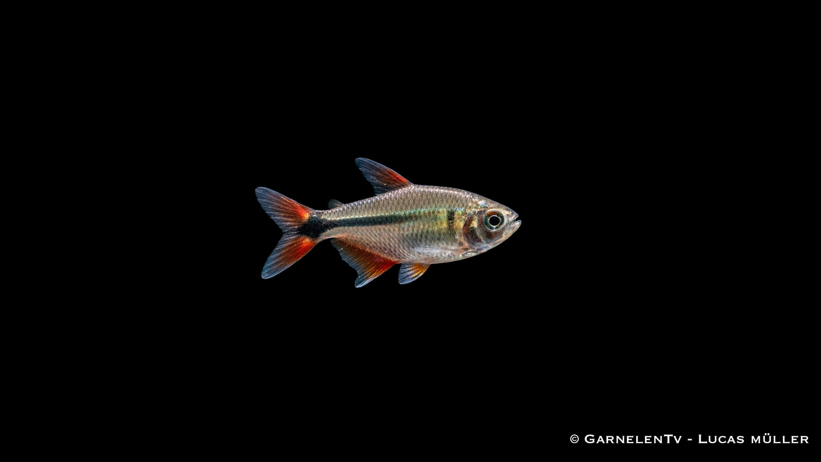 Rautenflecksalmler - Hemigrammus caudovittatus