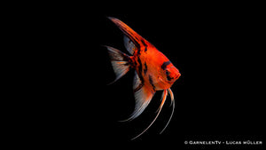 Skalar Red Devil - Pterophyllum scalare