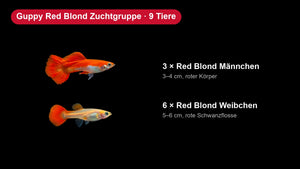 Guppy Red Blond Zuchtgruppe - 3 Männchen + 6 Weibchen - Poecilia reticulata Zuchtgruppe zum Züchten