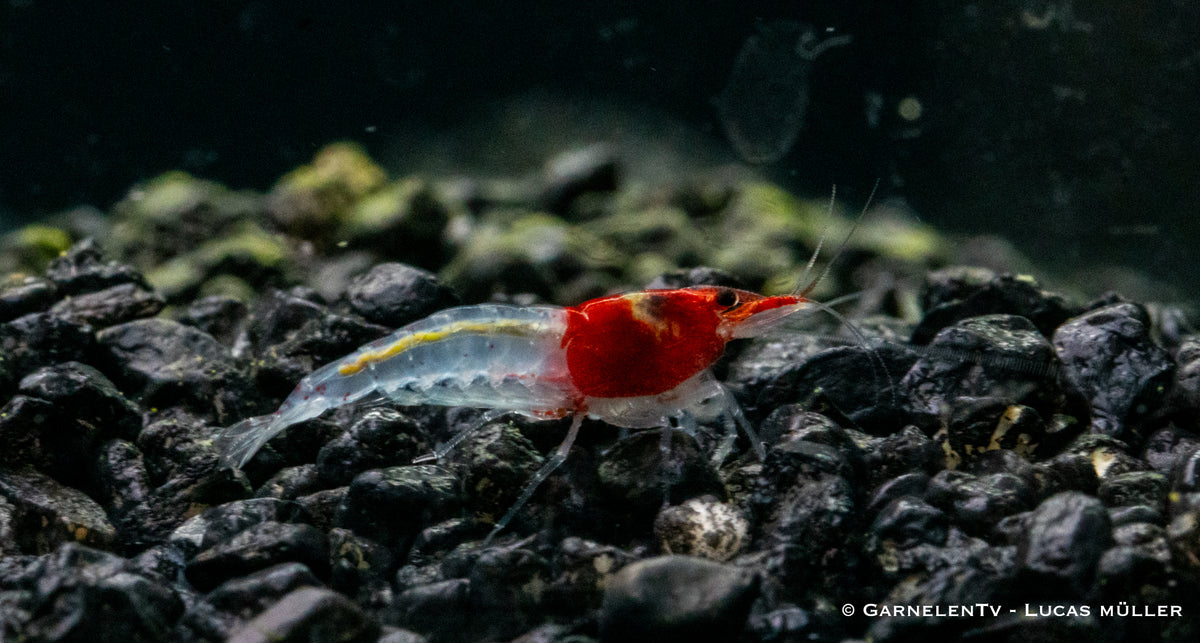Red Neck Garnele - Neocaridina davidi (DNZ)