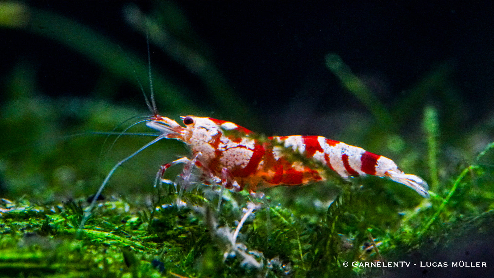 Red Fancy Tiger Garnele – leuchtend rote Zwerggarnele mit Muster