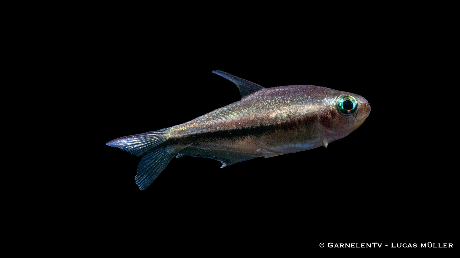 Regenbogentetra Nematobrycon lacortei in aquariu