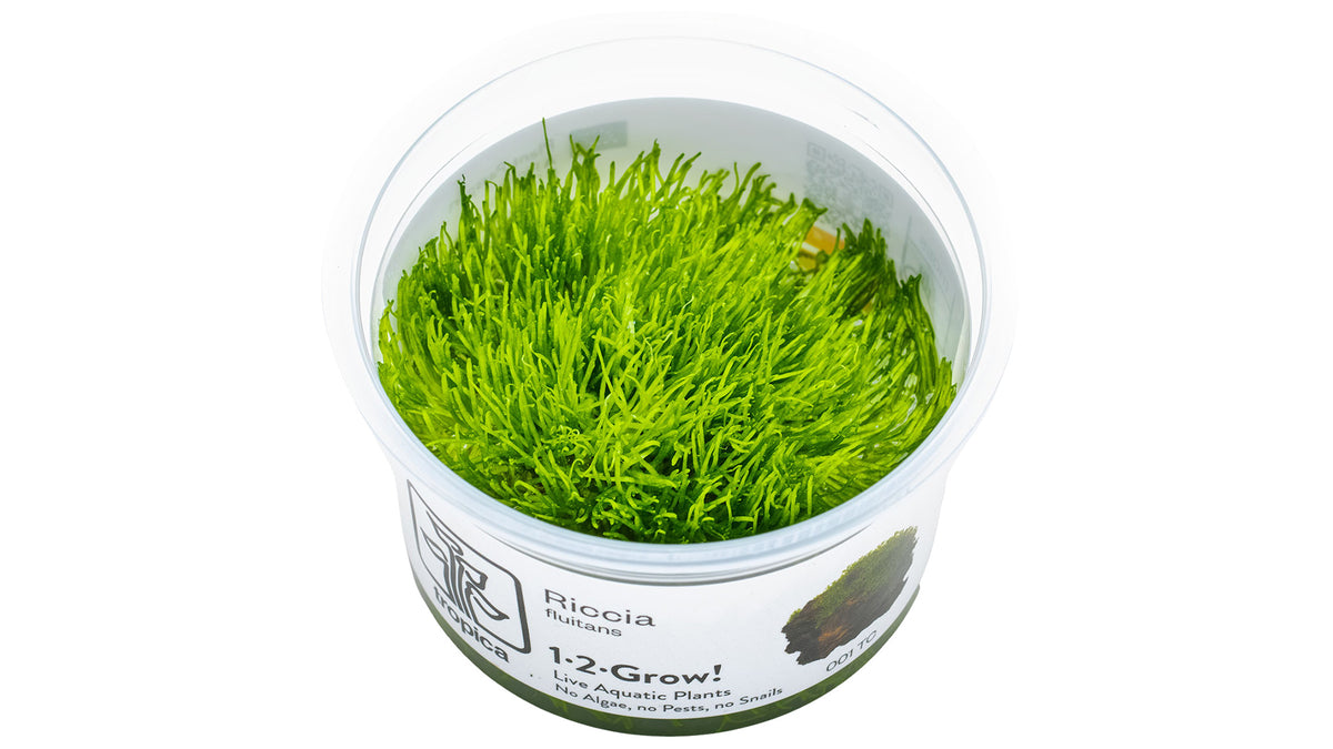 Riccia fluitans InVitro Pflanze