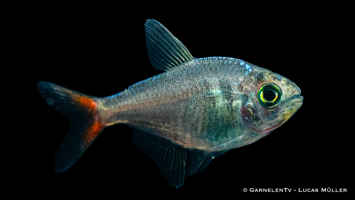 Rotblauer Kolumbianer Fish - Hyphessobrycon columbianus