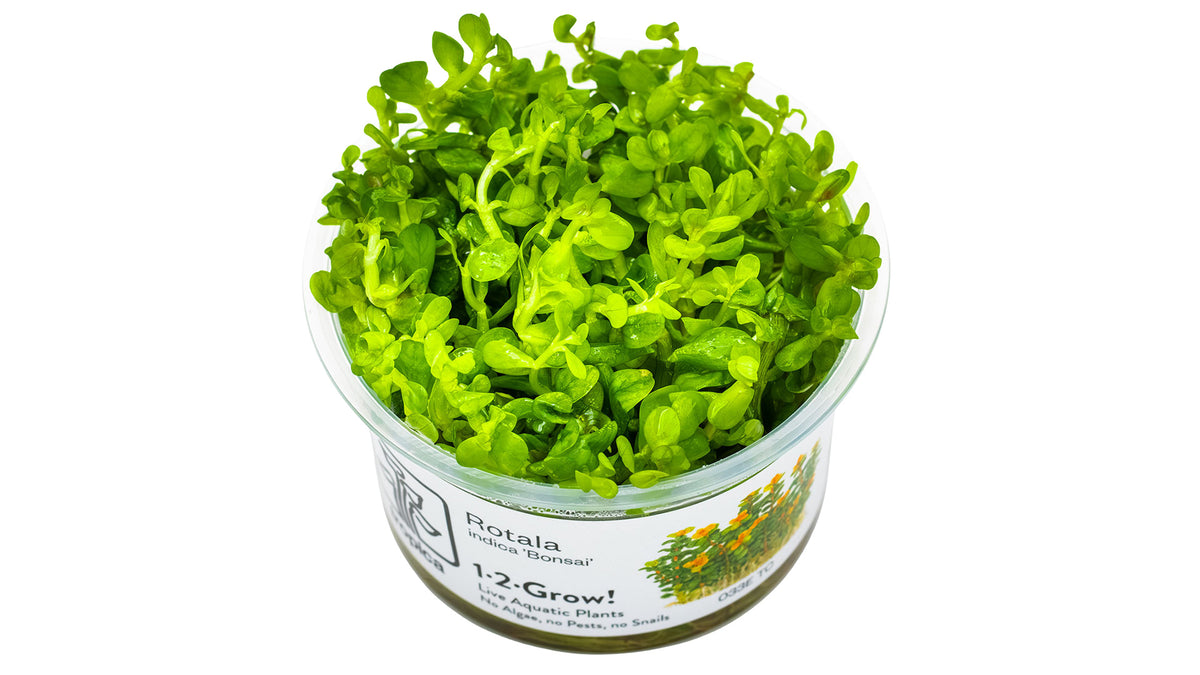 Rotala indica 'Bonsai' InVitro Pfanz