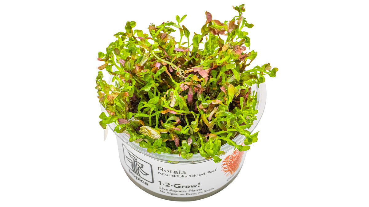 Rotala rotundifolia 'Blood Red' InVitro Pflanze