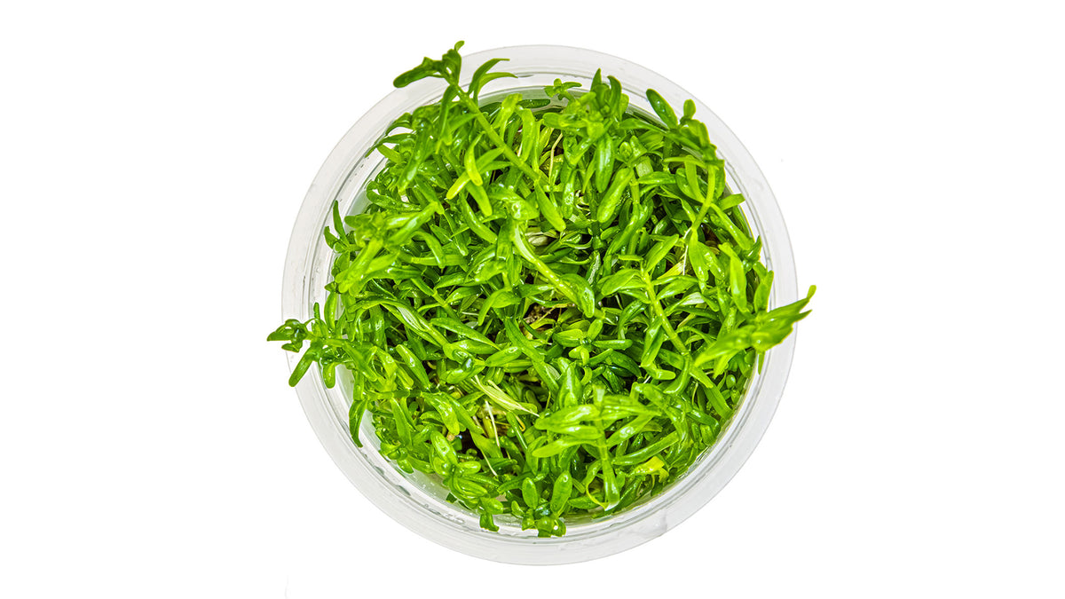 Rotala rotundifolia 'Green' InvItro Pflanze von oben
