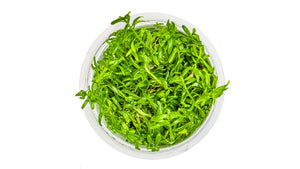 Rotala rotundifolia 'Green' InvItro Pflanze von oben
