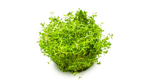 Rotala rotundifolia 'H'ra'