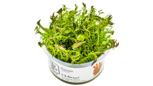 Rotala wallichii InVitro Pflanze
