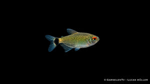 Rotaugenmoenkhausia - Moenkhausia sanctaefilomenae