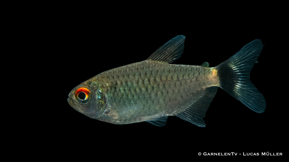 Moenkhausia sanctaefilomenae – Rotaugenmoenkhausia in tropischem Wasser
