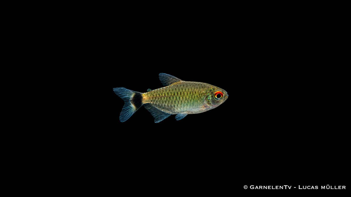 Rotaugenmoenkhausia - Moenkhausia sanctaefilomenae