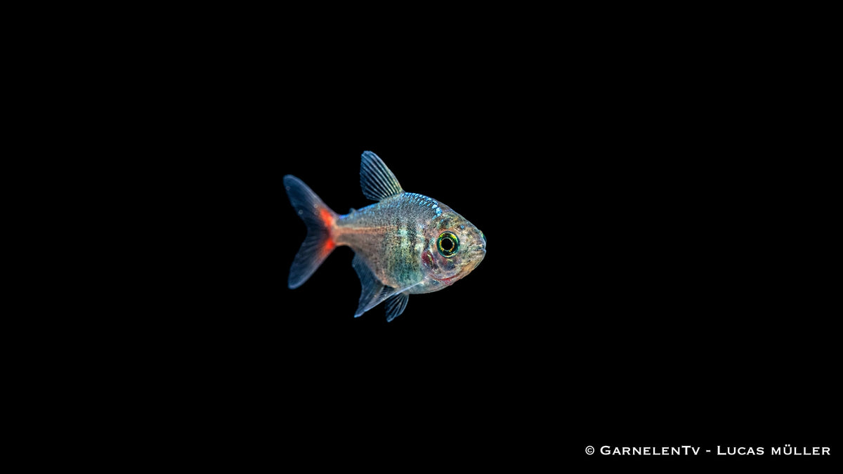 Rotblauer Kolumbianer - Hyphessobrycon columbianus