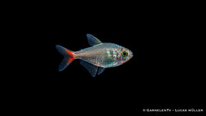 Rotblauer Kolumbianer - Hyphessobrycon columbianus