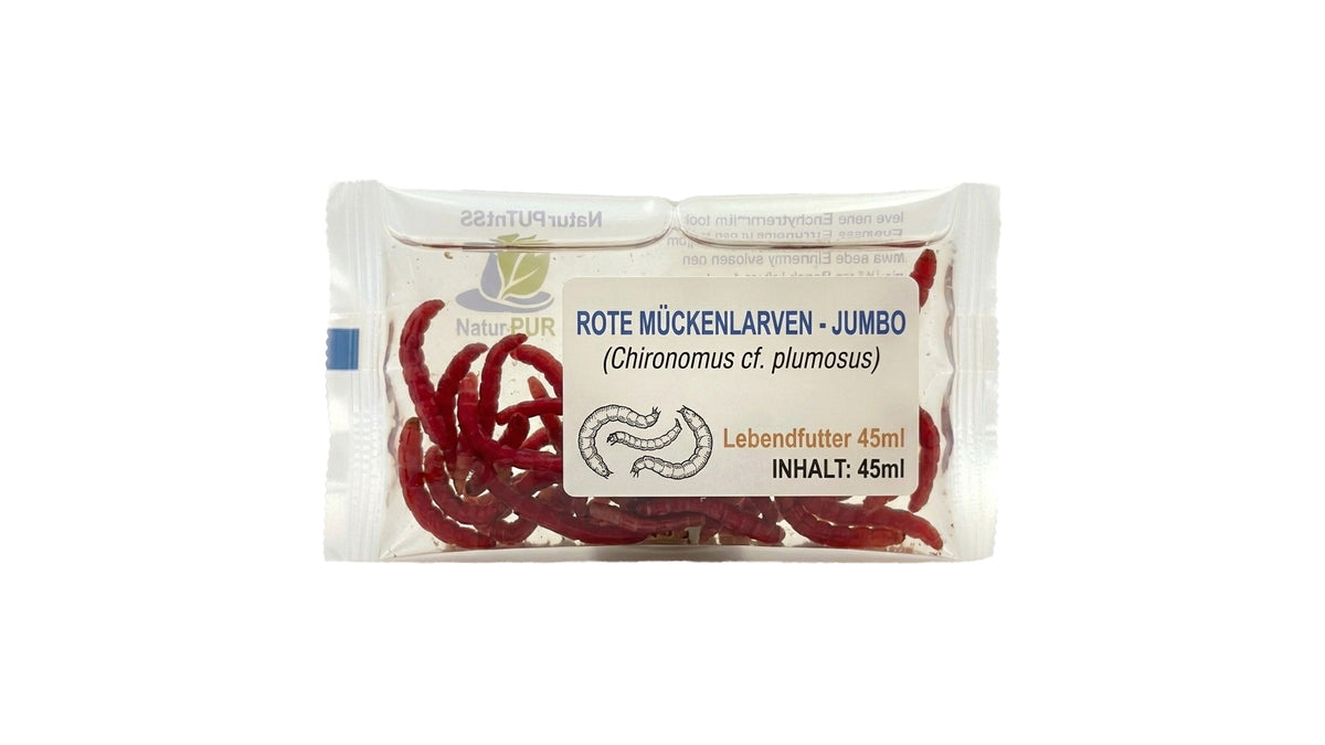 Rote Mückenlarven - Jumbo - (Chironomus cf. plumosus) - Lebendfutter