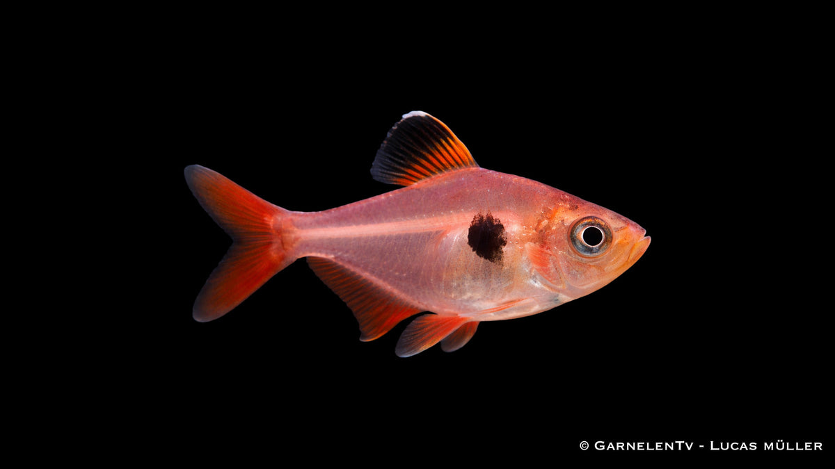 Roter Phantomsalmler - Megalamphodus sweglesi