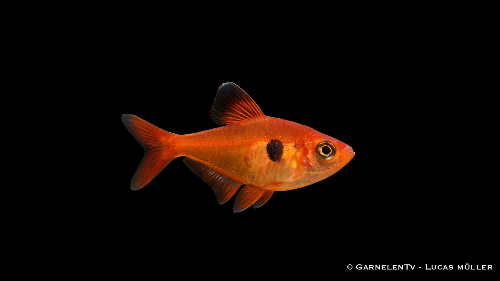 Roter Phantomsalmler im Aquarium mit intensiver roter Färbung und schwarzem Schulterfleck, kontrastreich