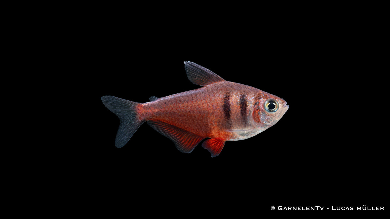 Roter von Rio - Hyphessobrycon flammeus